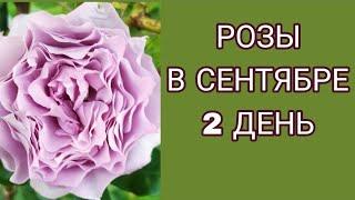 Розы в сентябре. День 2