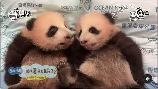 12月12日 盈盈双胞胎同框，弟弟不睡觉好奇的左看看又看看#판다 #panda #大熊猫盈盈 #大熊猫乐乐 #香港大熊猫