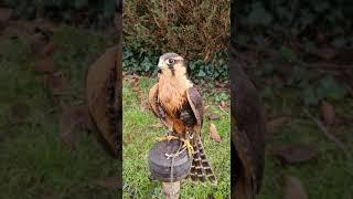 Female Aplomado Falcon