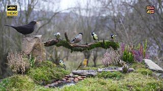 Cat tv  Bullfinch & Goldfinch on feeder   4K HDR   PET tv