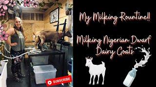 Our Milking Routine | Milking Nigerian Dwarfs
