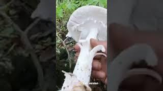 Wild Mushrooms|采蘑菇～鹅膏菌——食用菌