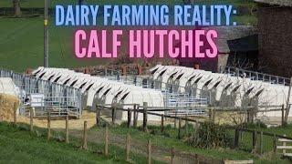 Baby Cows CONFINED in Calf Hutches (Dairy Farming Reality) 9 #Shorts