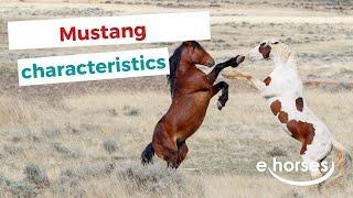 Mustang Horse  | characteristics, origin & disciplines