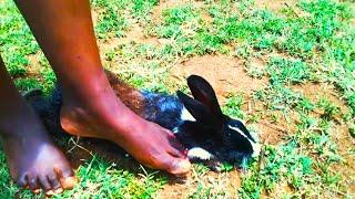 Beautiful Girl Rabbit Trample Barefoot