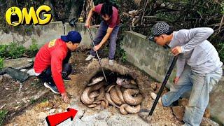 Brave Expert Catch 100 Black Cobras By Detector