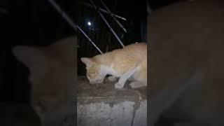 Kucing Ganteng Sahur