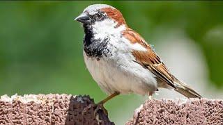 How Does Male Sparrow Call - Sparrow Sound - Sparrow Voice, House Sparrow Call