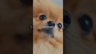 Top 3 Cutest Dogs/ Puppies in the World! #shortsfeed #shorts #dog #cutestdogs #shortfeed #viral