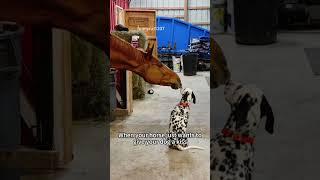 Funny horse  #funnyvideo #funnyhorse #horse #horses #foryou #viralvideo#crazy #pet#funnyanimal