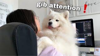 Things You Give Up When You Get A Samoyed