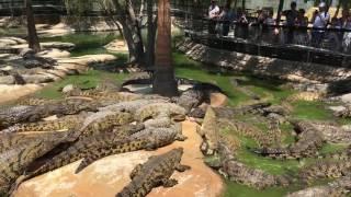 Crocodile death roll snaps other crocs leg.