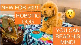 Skyrocket Moji The Lovable Labradoodle Robotic Interactive Dog Coming out in 2021