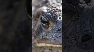 Amphibian Observer: The Curious Interactions Between Frogs and Humans