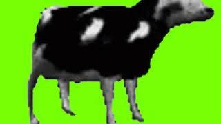 Dancing Cow [Polish Cow] Greenscreen