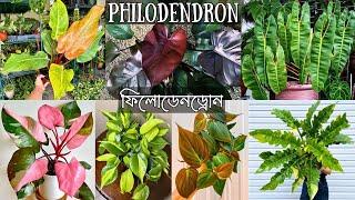 ফিলোডেনড্রোন ১৬ টি জাত আমাজন গার্ডেনে | Philodendron Indoor Plants | Gardening Bangladesh