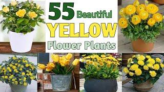 55 Yellow flowering plants with Names | Yellow flowering plants identification | Plant and Planting