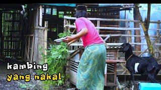 MADURA LUCU.//KAMBING YANG NAKAL.::EPS..001