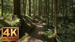 4K Virtual Forest Walk along Middle Fork Trail at Snoqualmie region. Part 1- 3 HR Relax Music