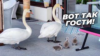 We have guests! Swans with chicks! Rare footage. 4K