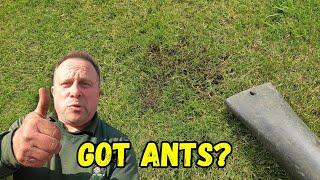 My Favourite Method Of Dispersing Ants