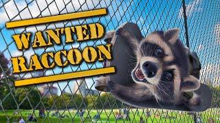 20 second game review Wanted Raccoon