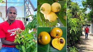  മാലിന്യ കൂമ്പാരം Fruit Garden ആക്കിയ Shibu Bharathan ന്റെ ആ വൈറൽ വീഡിയോ ഇതാണ് ! #exoticfruitgarden