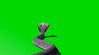 green screen snake video copyright free download now