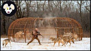 How Farmers and Hunters Deal with Millions of Wolves and Invasive Species During Christmas