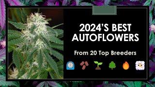 2024’s Best Autoflower Seeds: Top 20 Strains