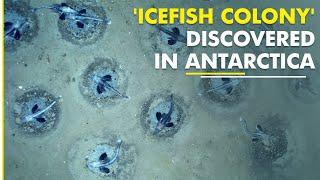 Unique discovery: 60 million icefish discovered in Antarctica | Icefish Colony