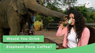 Would You Drink Elephant Poop Coffee?