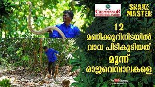 Wow! Vava Suresh caught three king cobras within 12 hours | Snakemaster EP 447