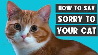 HOW TO APOLOGIZE TO YOUR CAT 
