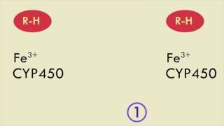 Cytochrome P450