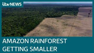 Amazon in turmoil as deforestation rages on despite coronavirus pandemic | ITV News