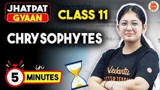 Chrysophytes in 5 Min | CBSE Class 11 Biology NCERT Chapter 3 | Plant Kingdom | Jhatphat Gyaan