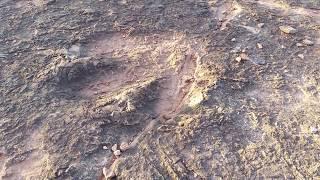 Dinosaur Footprints - Dinosaur Tracks Hiking Trail & Scenic View - Kanab, Kane County, Utah