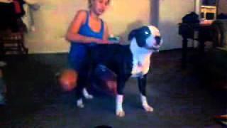 Pit bull humps girls head!!