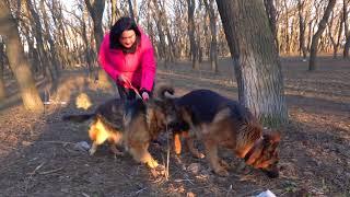 Прогулки в парке. Немецкие овчарки Райд и Симона. German Shepherd Dogs