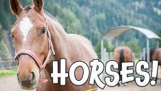 Horses!  Learn about Horses for Children
