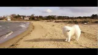 Chatham Beach Samoyeds