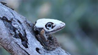 Insects and other wildlife from Tenerife- Canary islands.