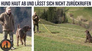 Hund „an sich binden“ und abrufbar machen | Hundeschule U.B.