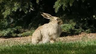 Are Rabbits Ruminants? Exploring Their Unique Digestive System