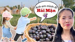 Picking Plums to Make Syrup for the Whole Family to Drink - Thuy Jyri Family Finland