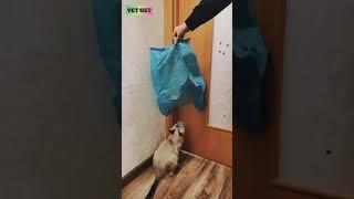 Кастрация котёнка Боньки. Милота да и только 