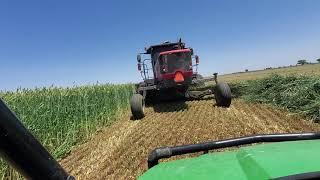 Cutting our monster triticale