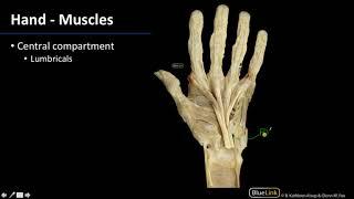 Intrinsic Hand Muscles: Wrist, Hand, Foot - Dissection Supplement