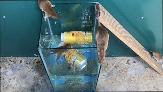 Best rat traps \ Simple, highly effective homemade mouse traps \ Water mouse traps